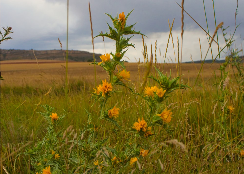 yellow flowers on green grass field during daytime