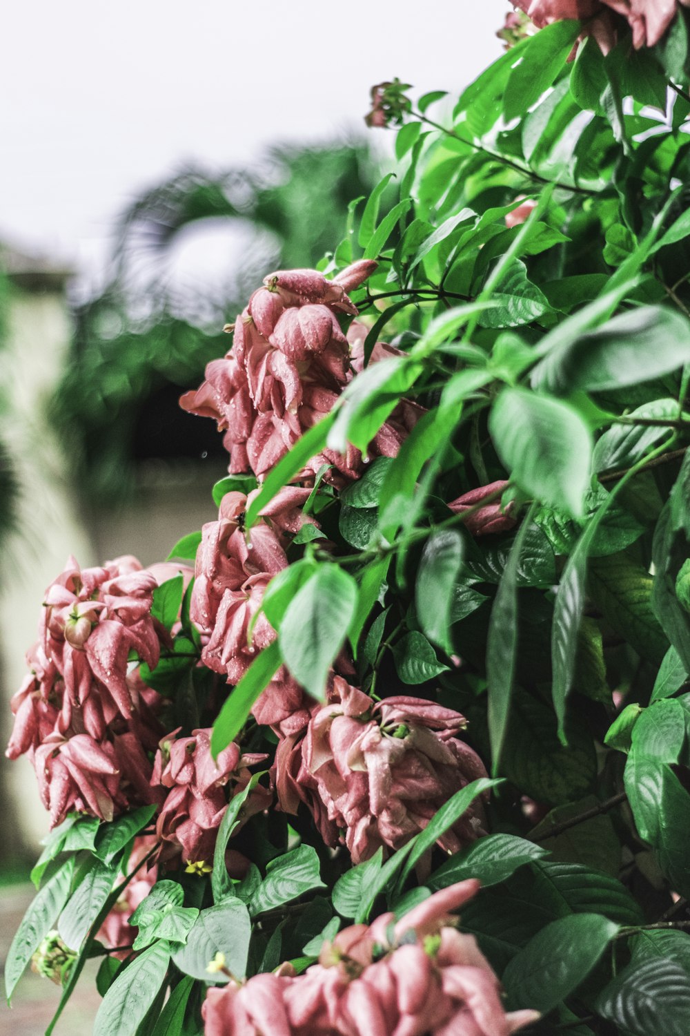 red roses in tilt shift lens