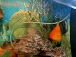 An aquarium scene featuring a vibrant orange fish swimming near artificial rocks and plants. The backdrop includes green and blue aquatic foliage, creating a vivid underwater environment.