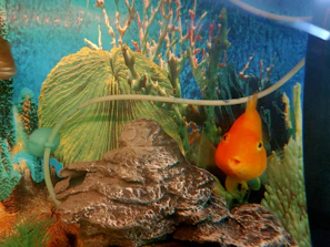 Brightly colored arowana gliding smoothly above rocks and submerged wood in a premium aquarium setting