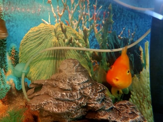 An aquarium scene featuring a vibrant orange fish swimming near artificial rocks and plants. The backdrop includes green and blue aquatic foliage, creating a vivid underwater environment.