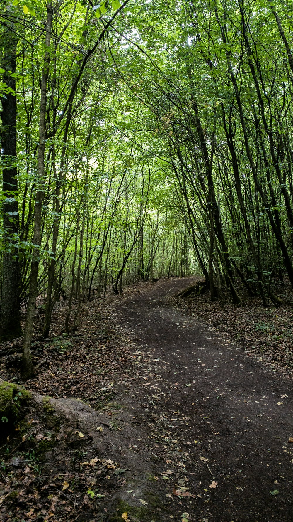 pathway between green trees during daytime