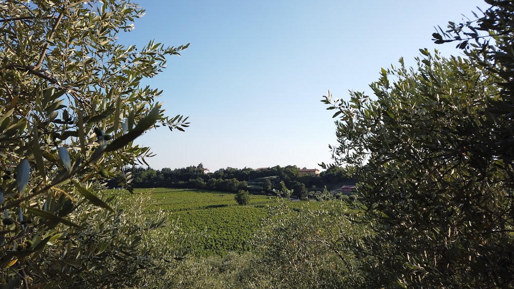 green grass field with trees under blue sky during daytime