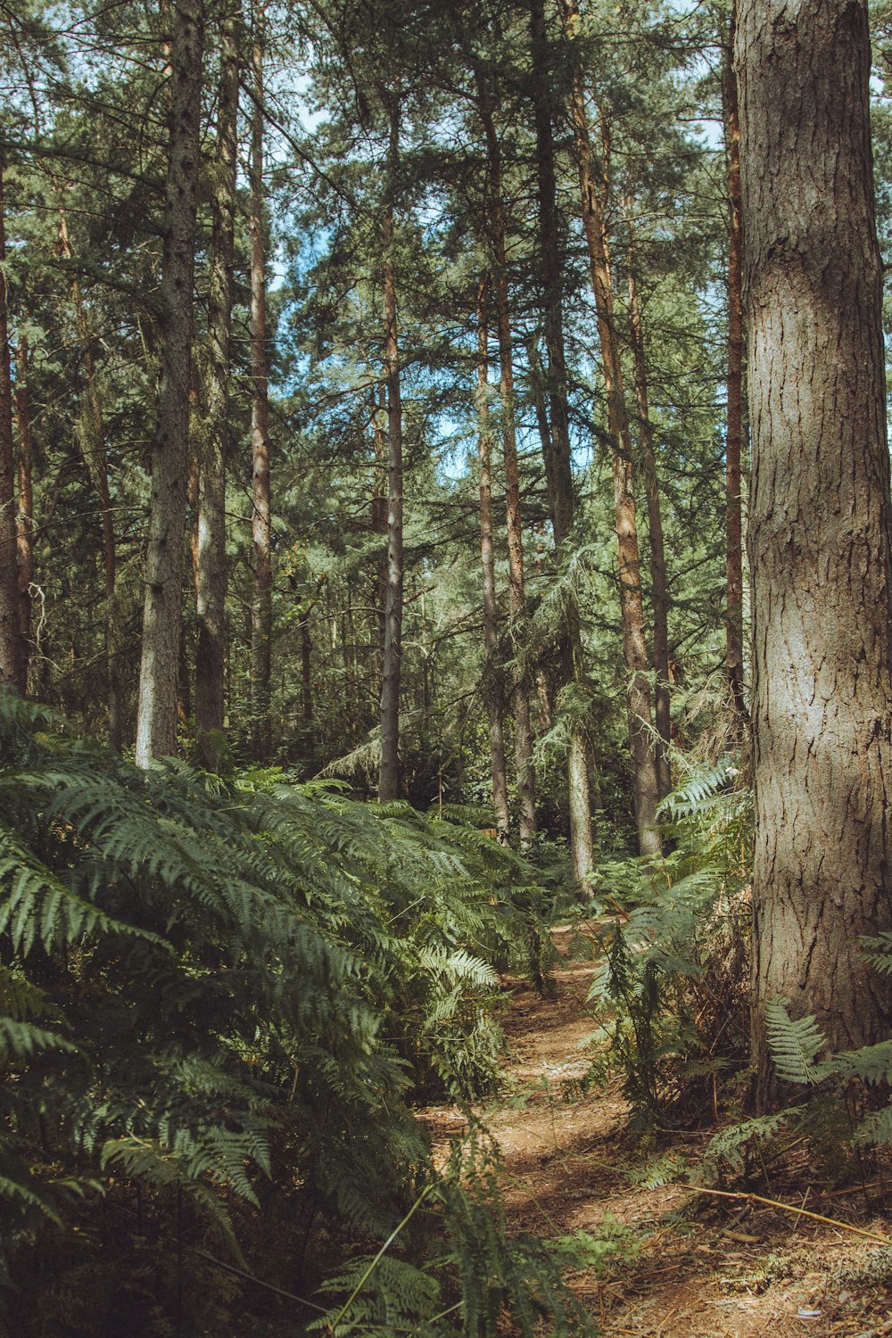 green fern plant and brown tree trunk