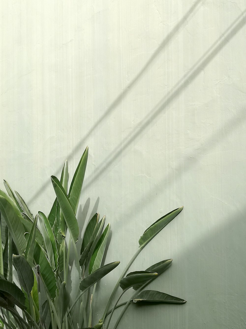 grüne Pflanze neben weißer Wand