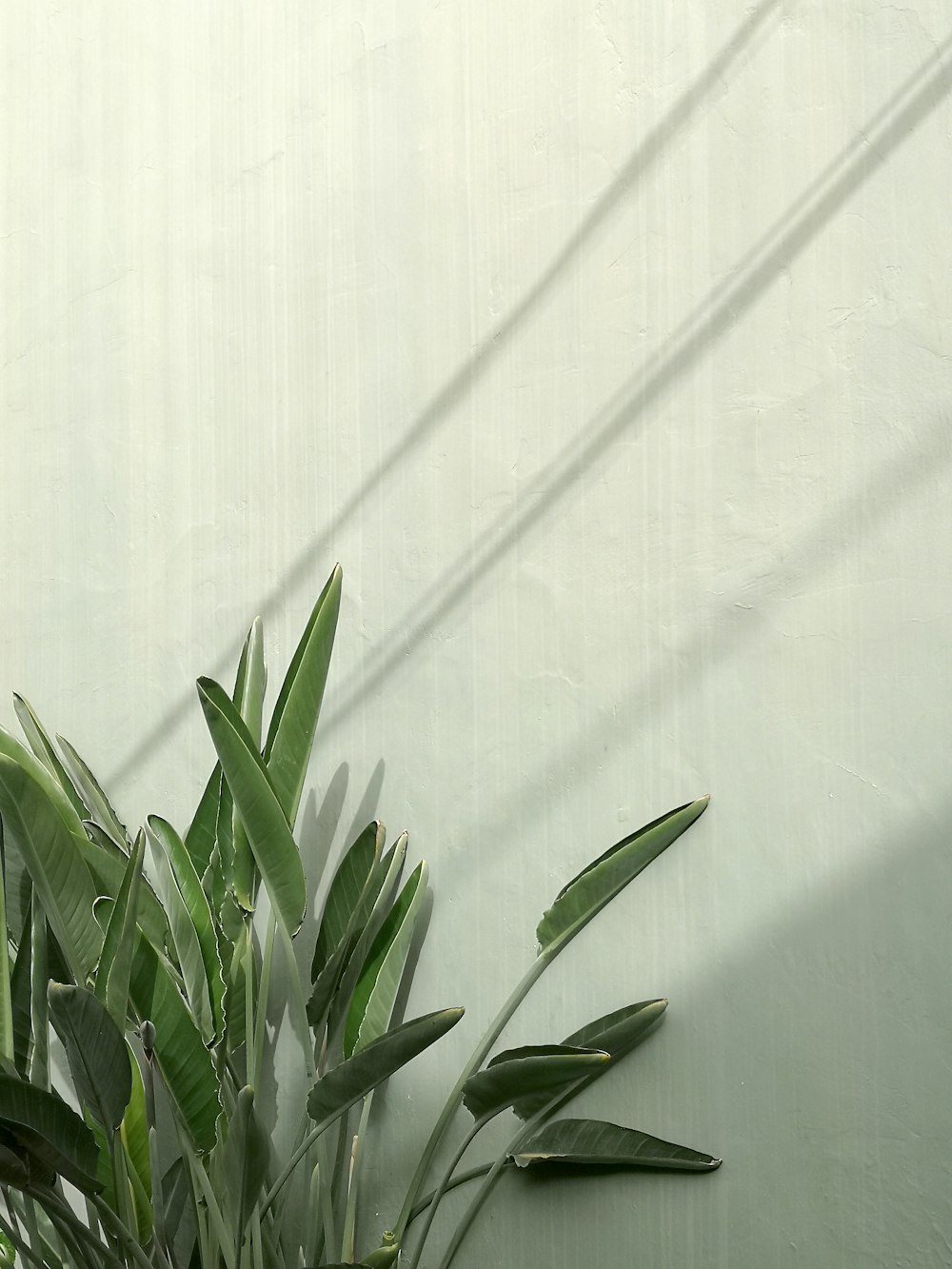 green plant beside white wall