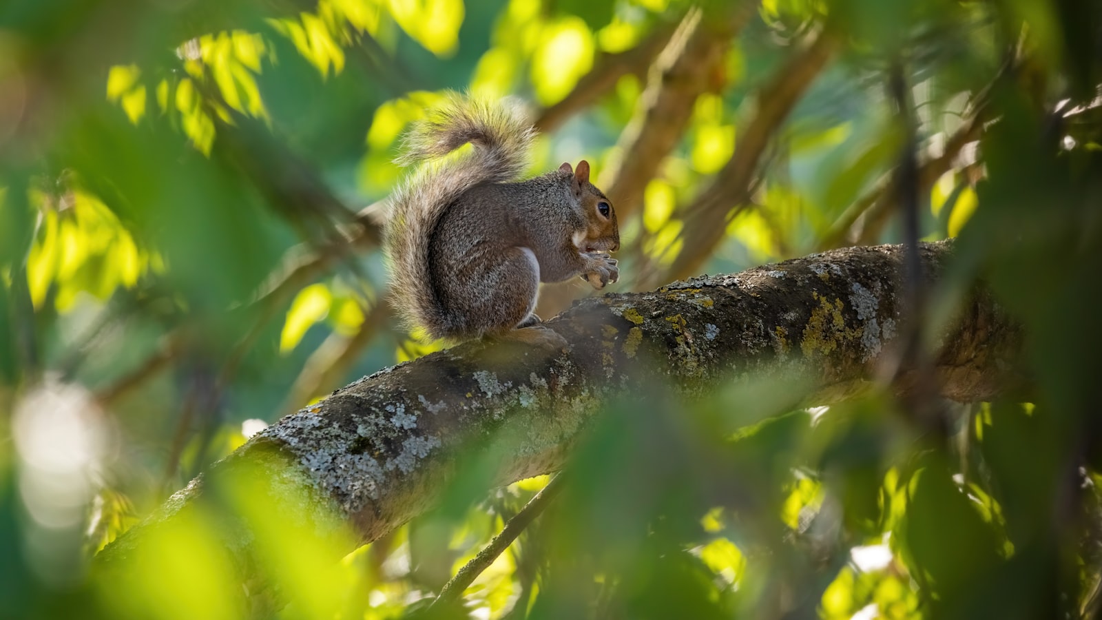 Benefits and Risks of Squirrels Consuming Herbs: A Closer Look