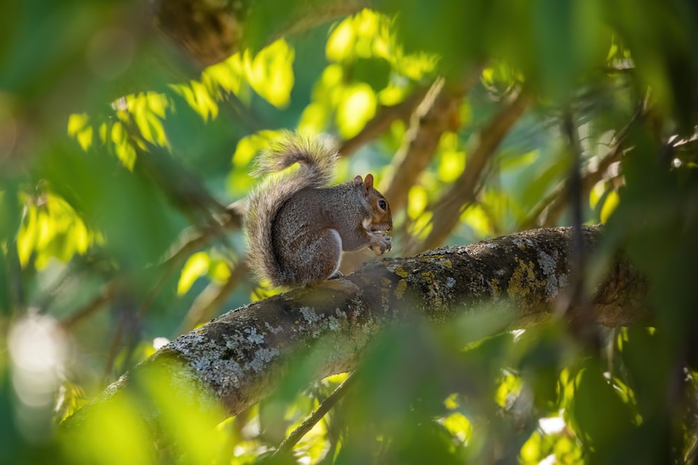 brown squirrel on tree branch during daytime