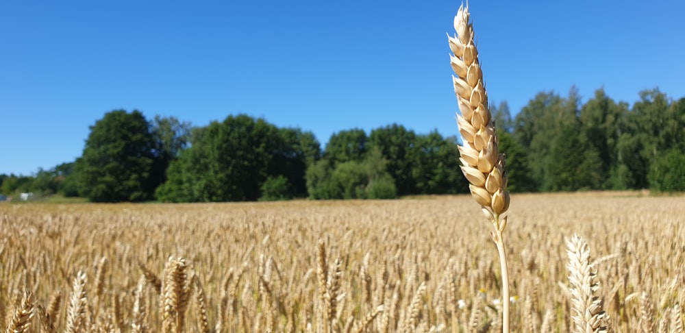 brown wheat field during daytime