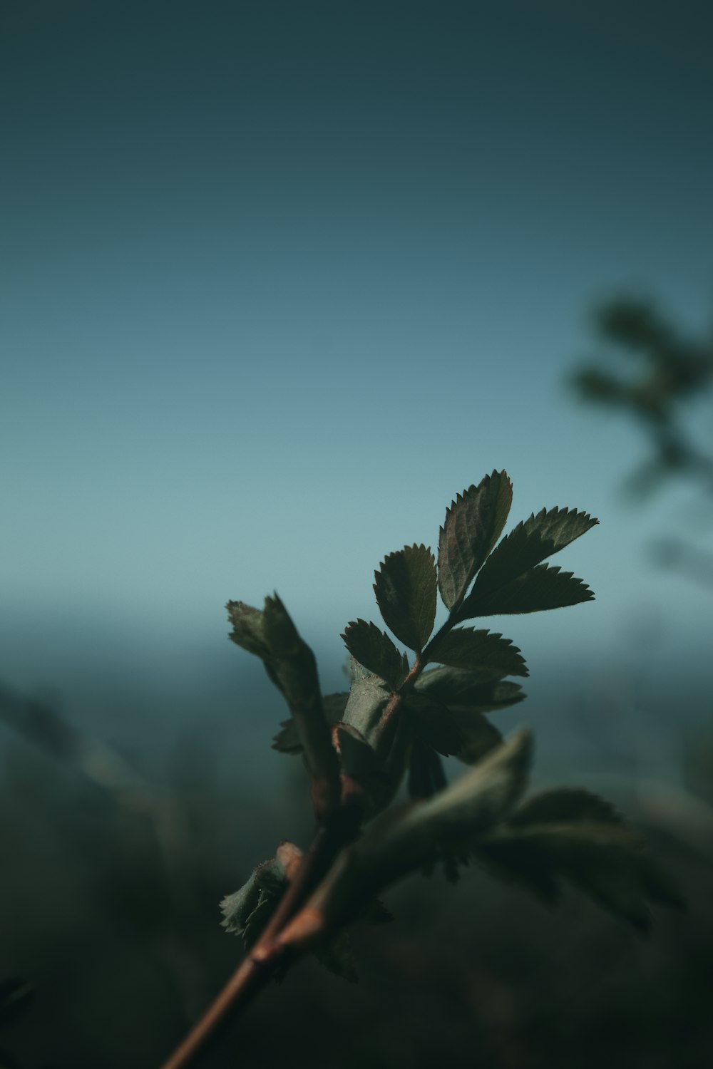 green leaf in close up photography