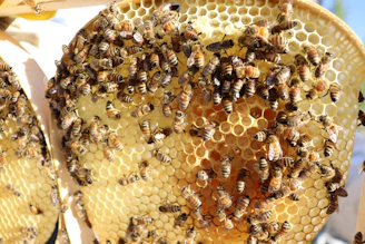 Close-up of busy honeybees working on golden honeycomb under sunlight.