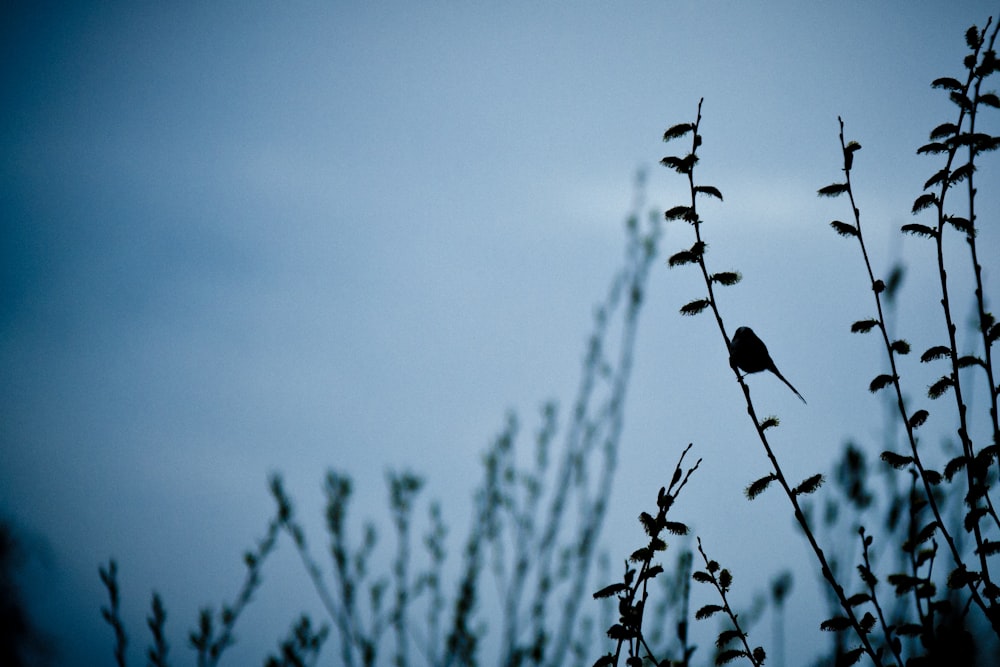 black bird perched on tree branch