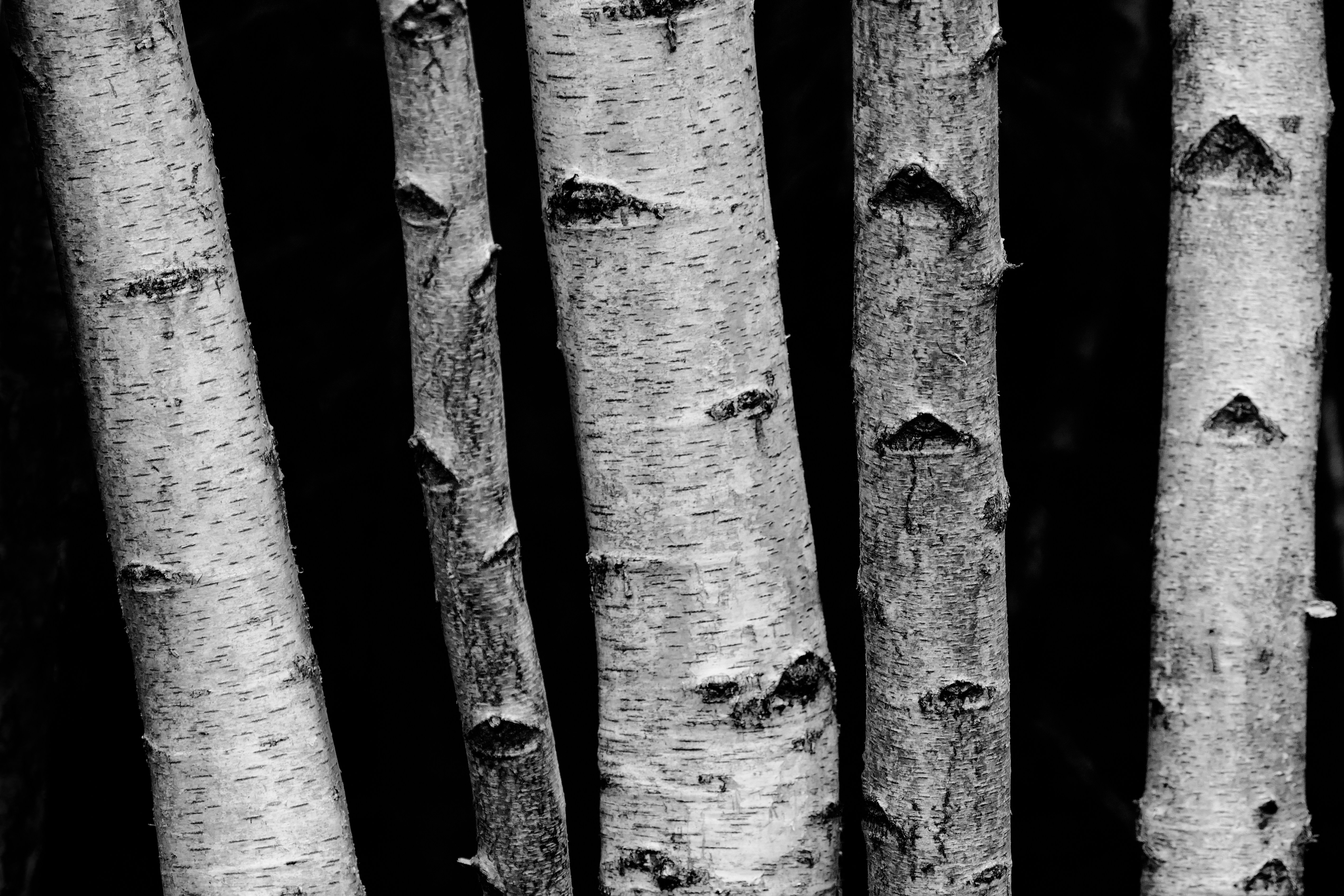 The Magnificent Birch Tree: Nature's Elegant Wonder