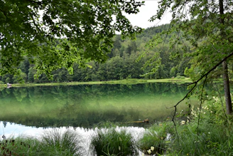 green trees beside lake during daytime