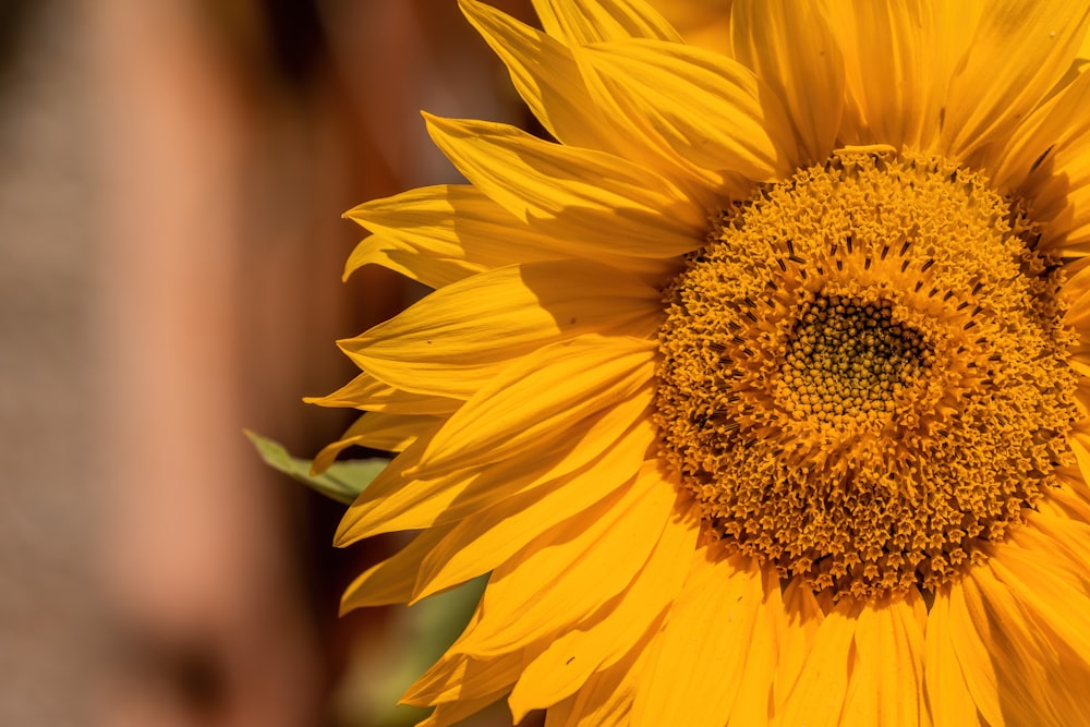 yellow sunflower in close up photography