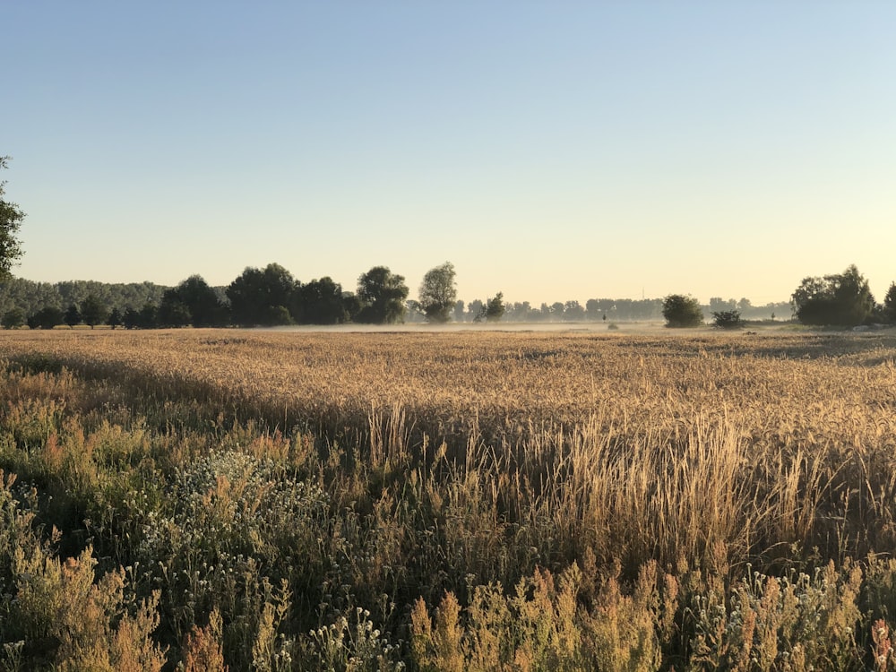 brown grass field under blue sky during daytime