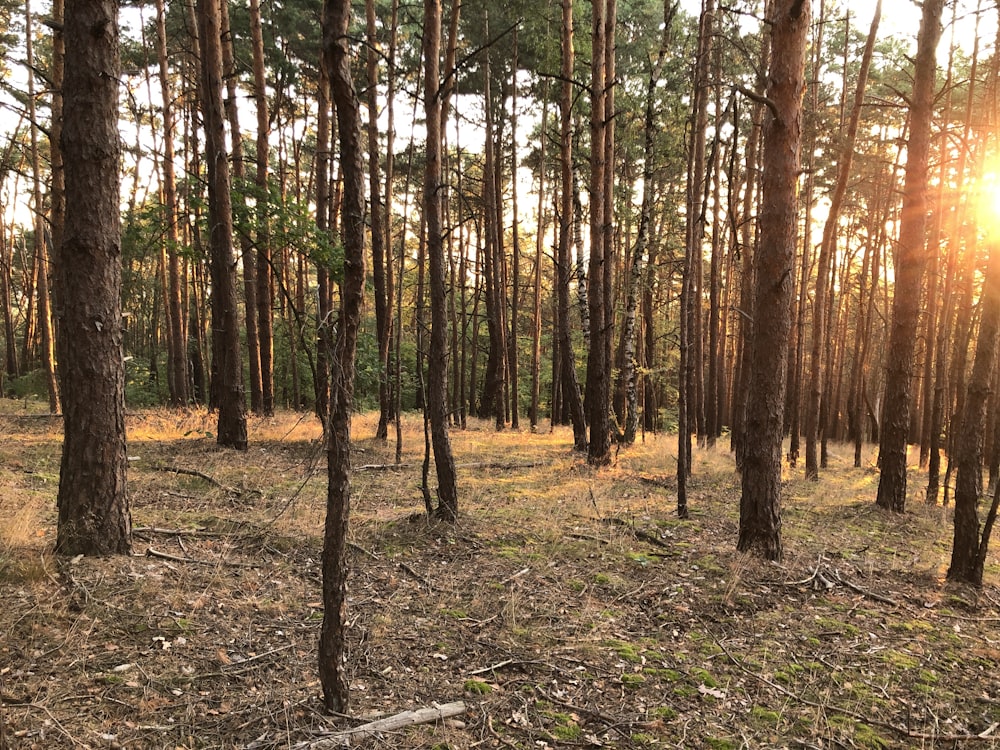 brown trees on brown grass field during daytime