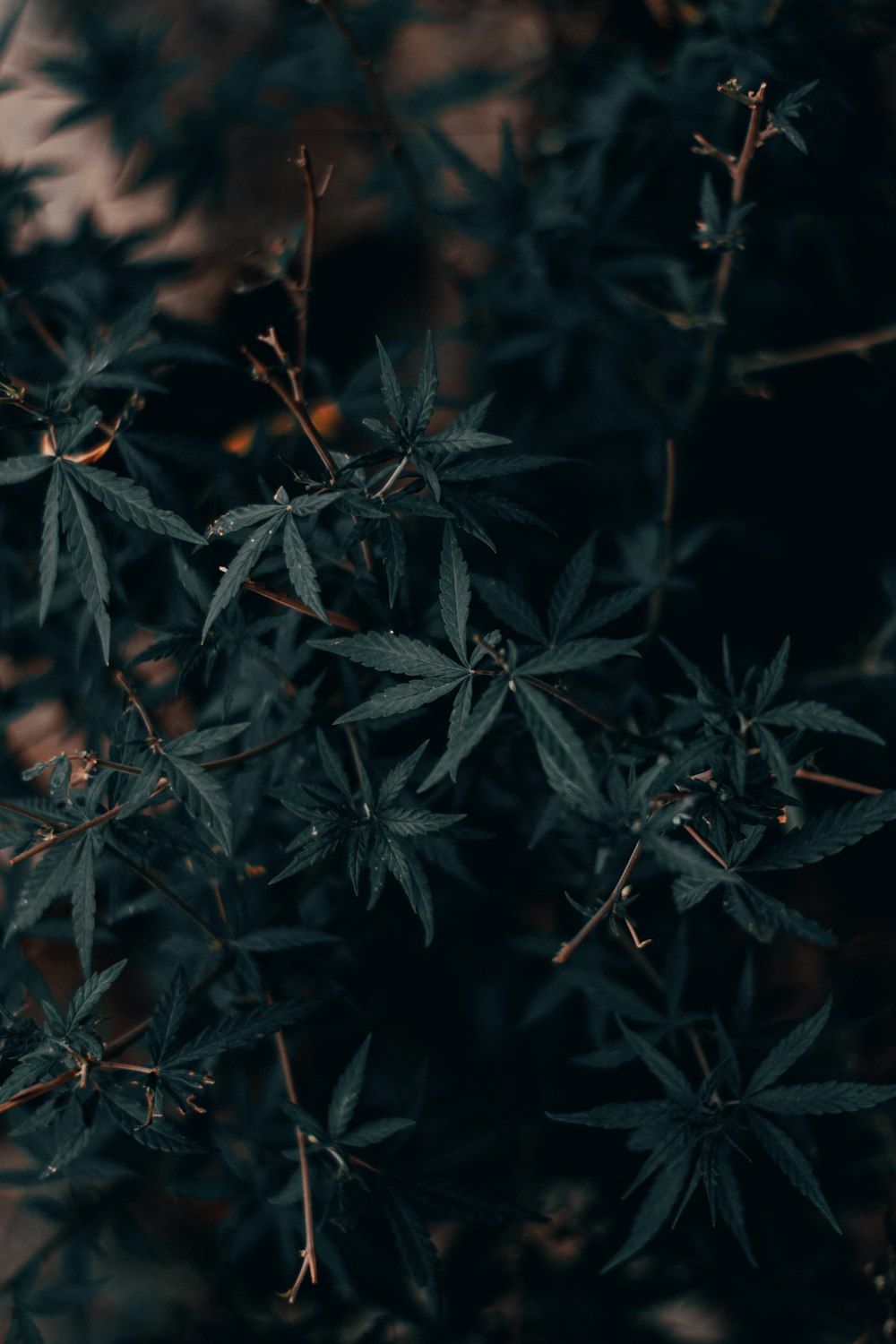 green leaves in close up photography