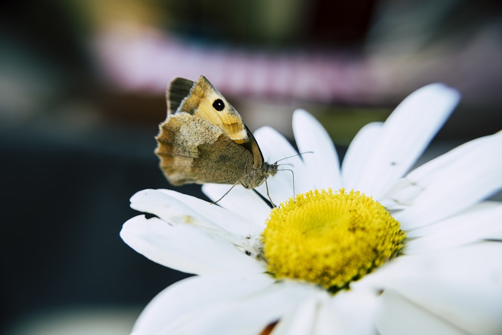 brown butterfly perched on white daisy in close up photography during daytime