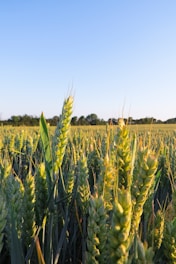 green wheat field during daytime