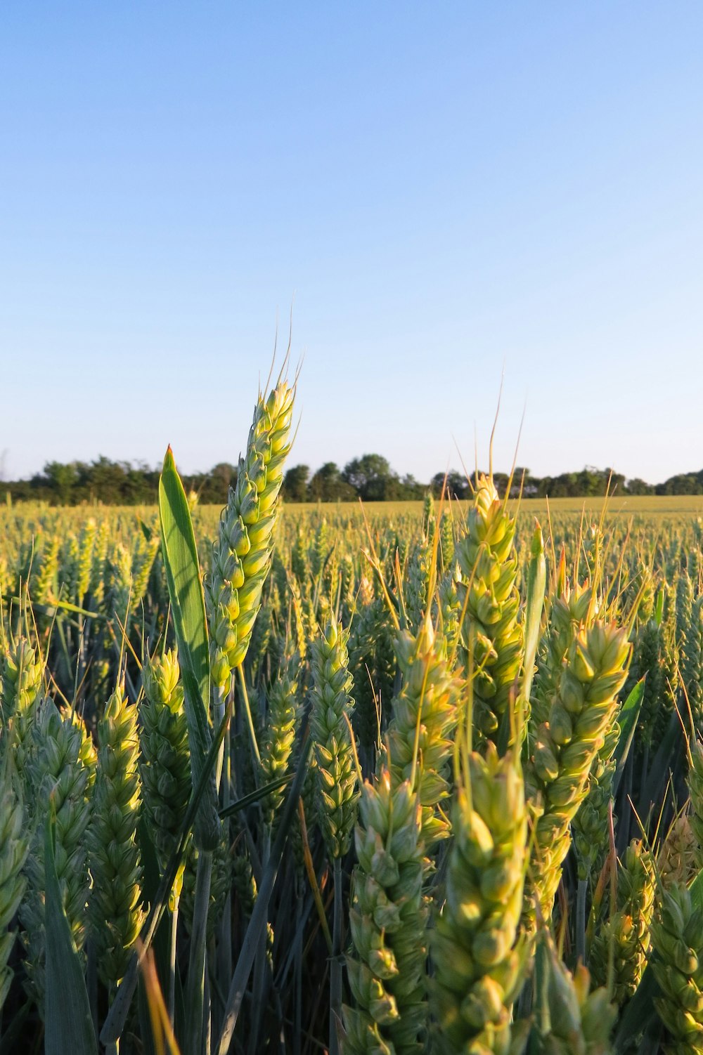 green wheat field during daytime