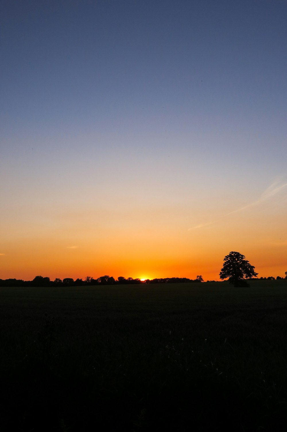 silhouette of tree during sunset