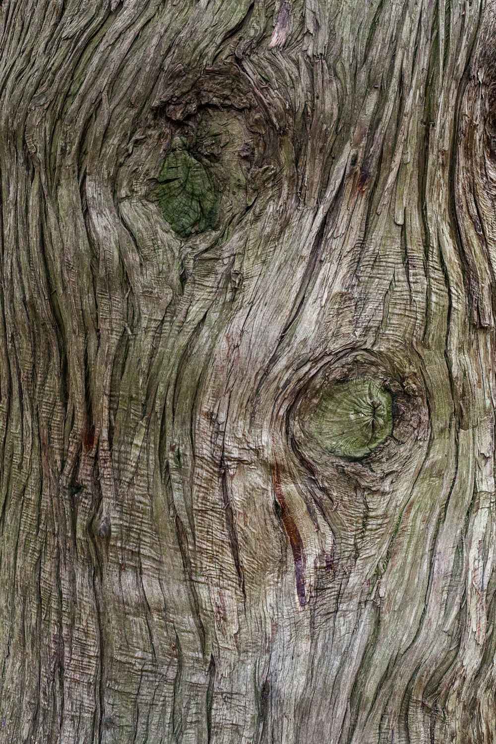 brown and green tree trunk