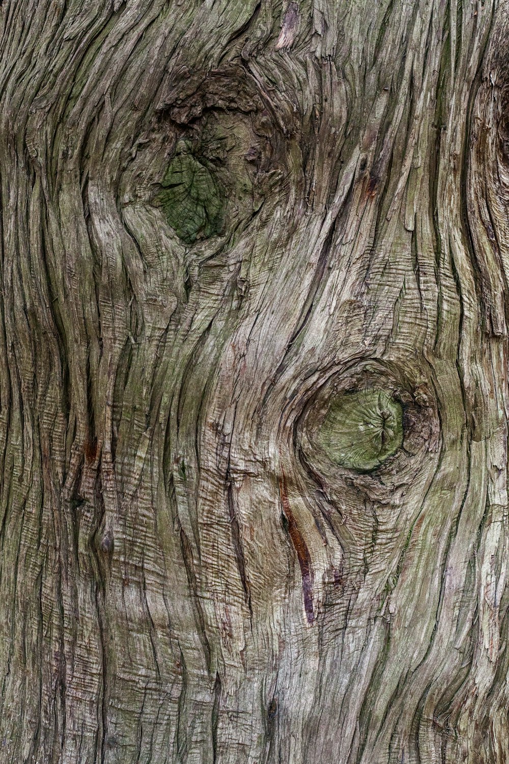 tronco de árvore marrom e verde