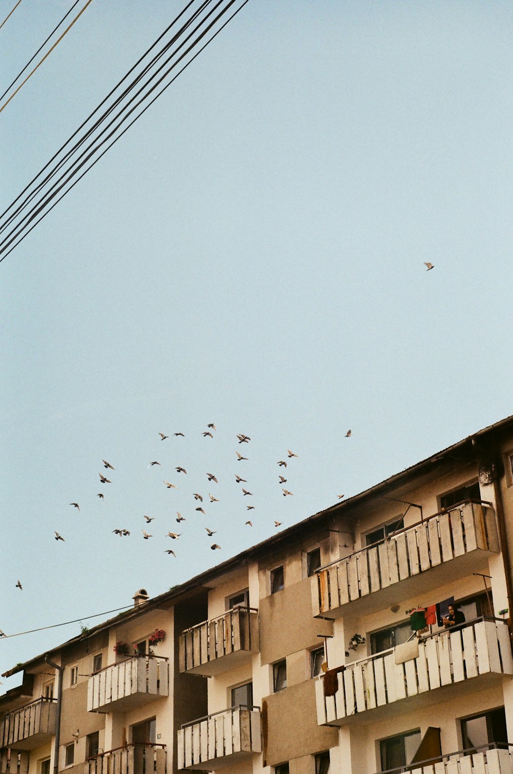 flock of birds flying over the building during daytime