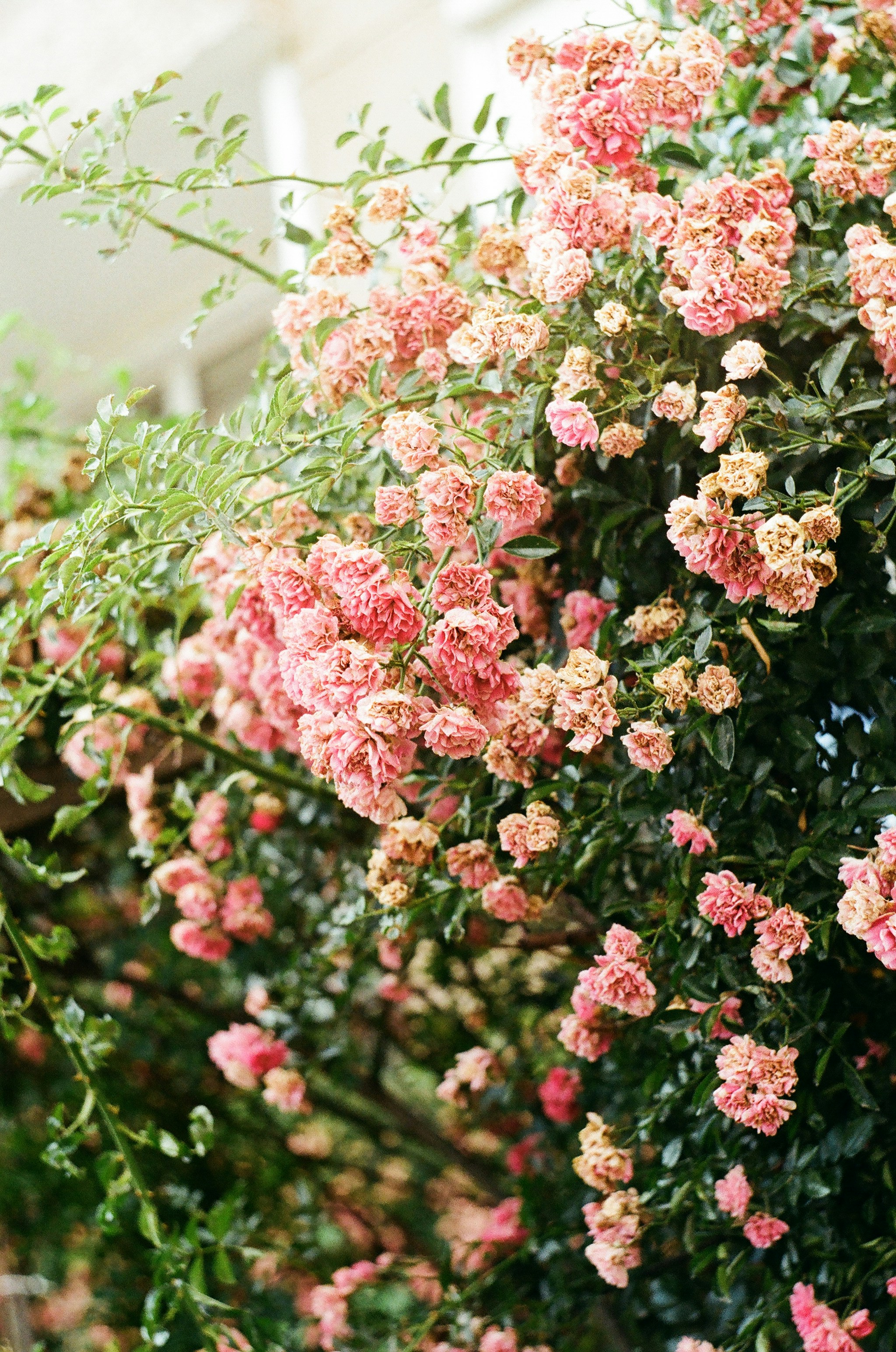 Photo by barnikakovacs