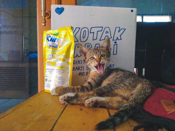 A pack of gentle pet wipes next to a happy cat