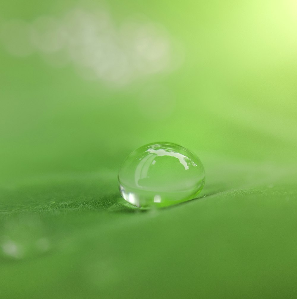 water drop on green leaf