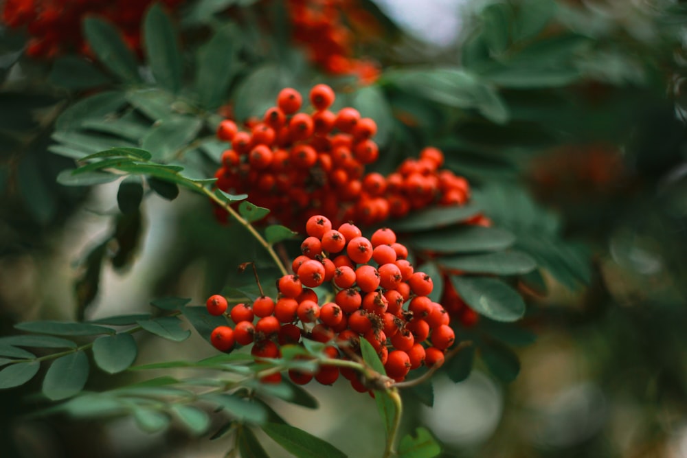 frutos rojos redondos sobre hojas verdes