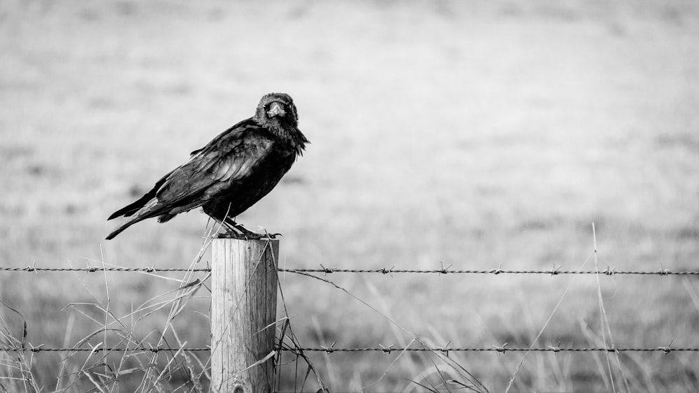 black bird on brown wooden fence