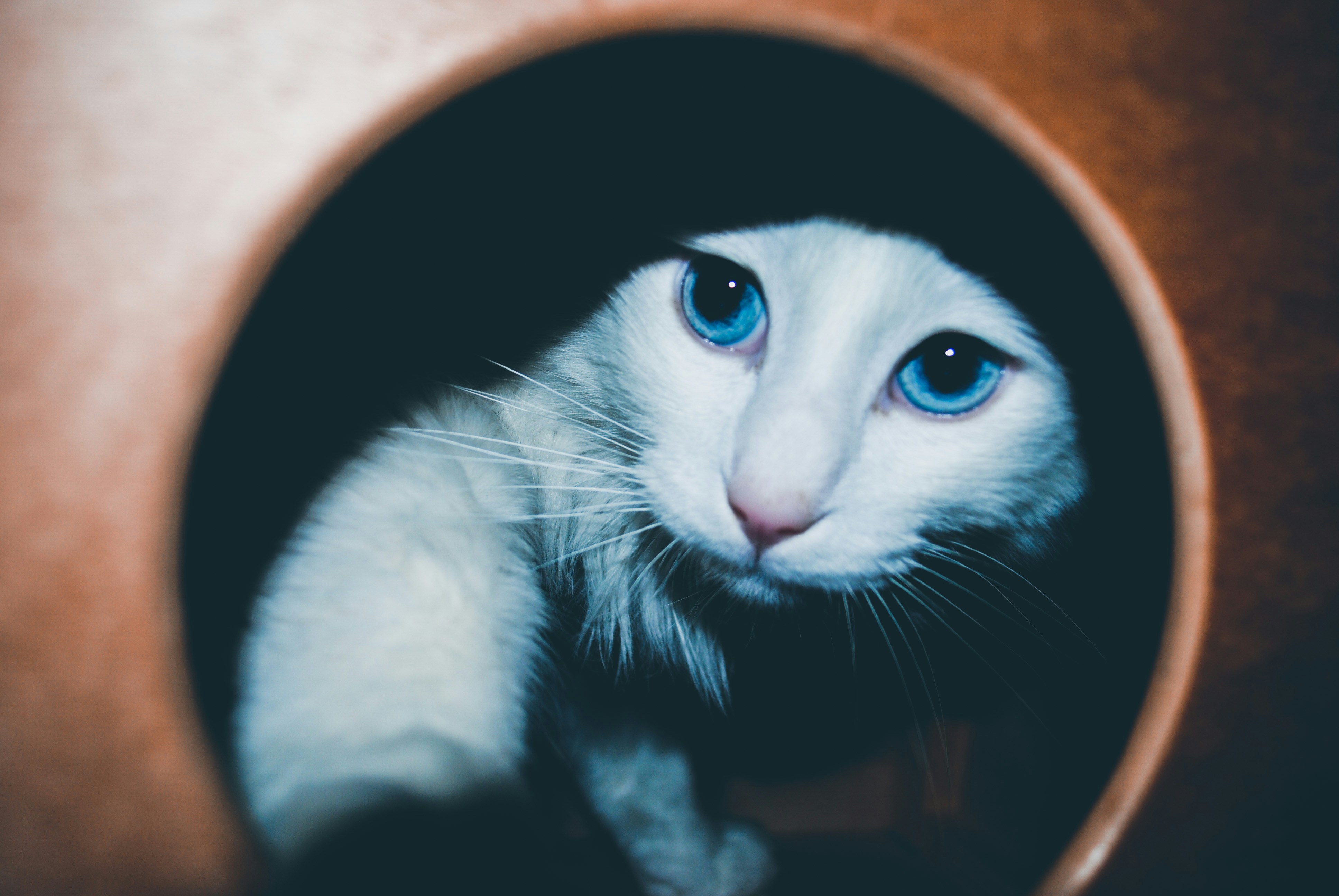 Eye Appeal: Piercing Blues or Gold-Green Gaze (image credits: unsplash)