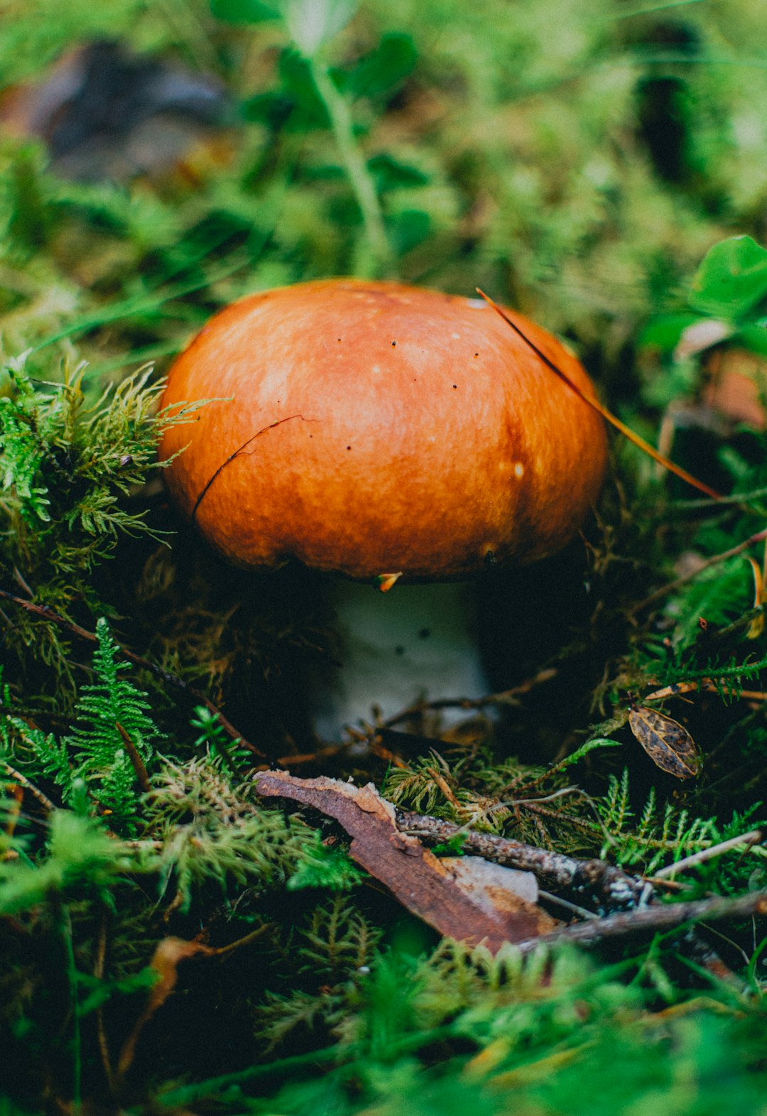 brown mushroom on green grass