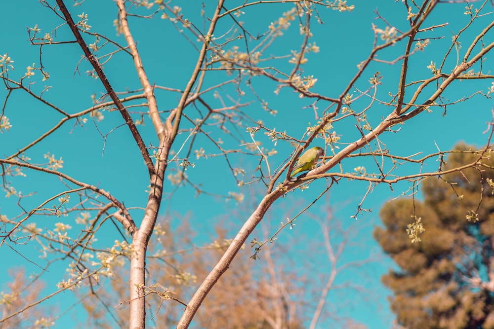 brown birds on brown tree branch during daytime