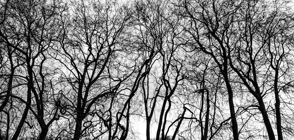 bare trees under blue sky during daytime