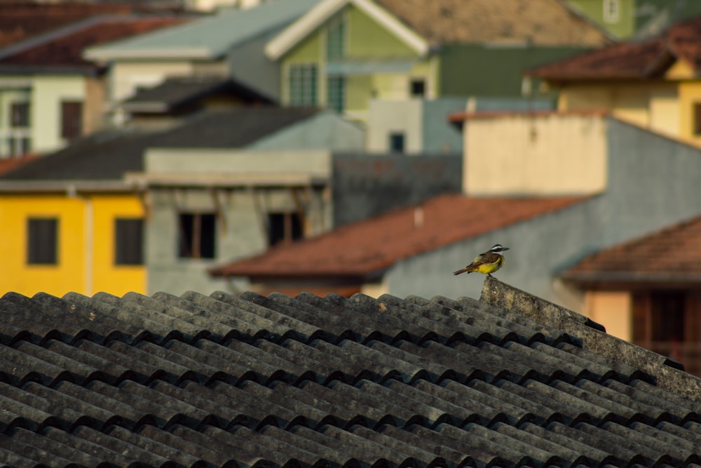 black and yellow bird on roof