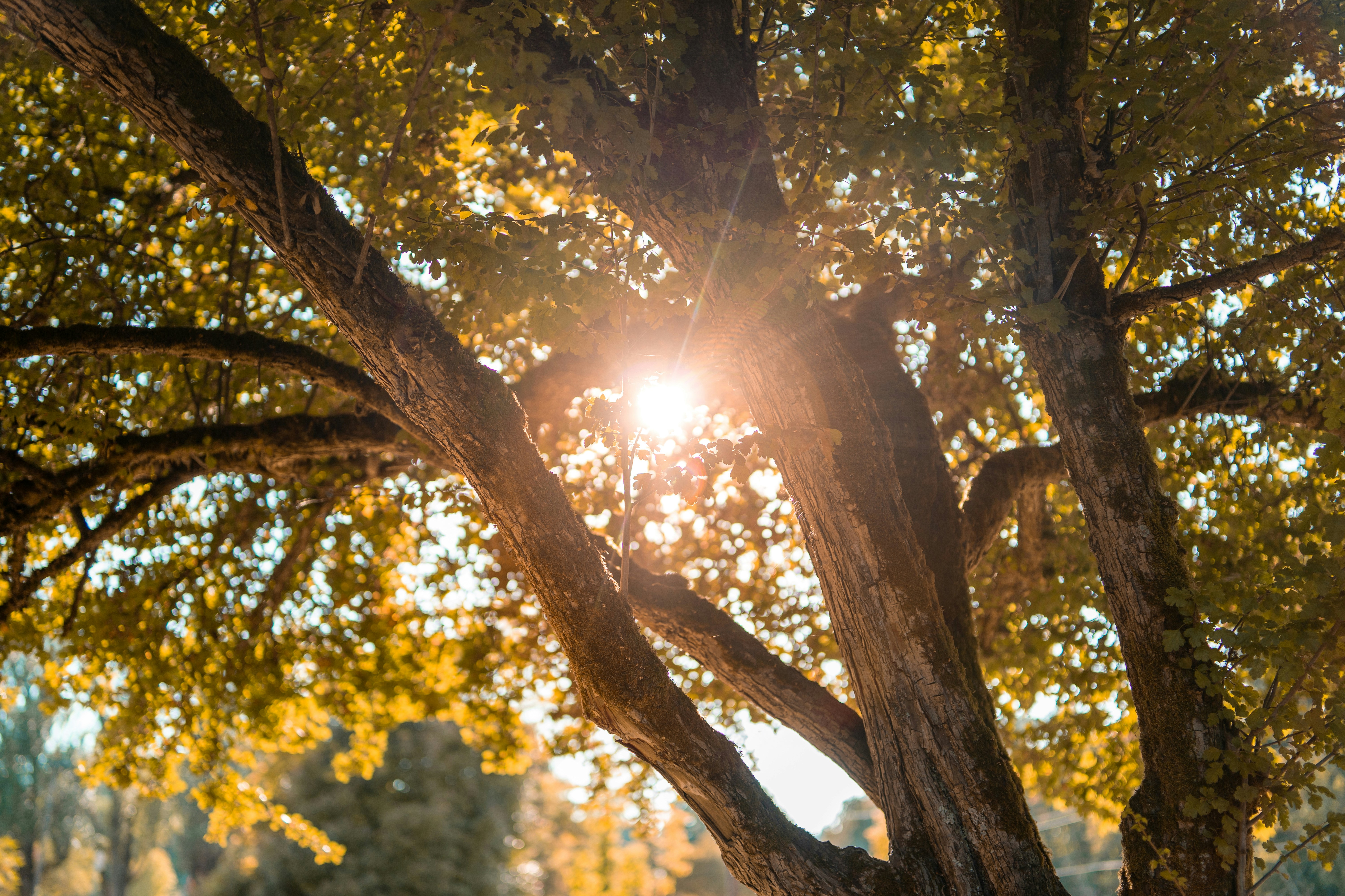 sun rays coming through green trees