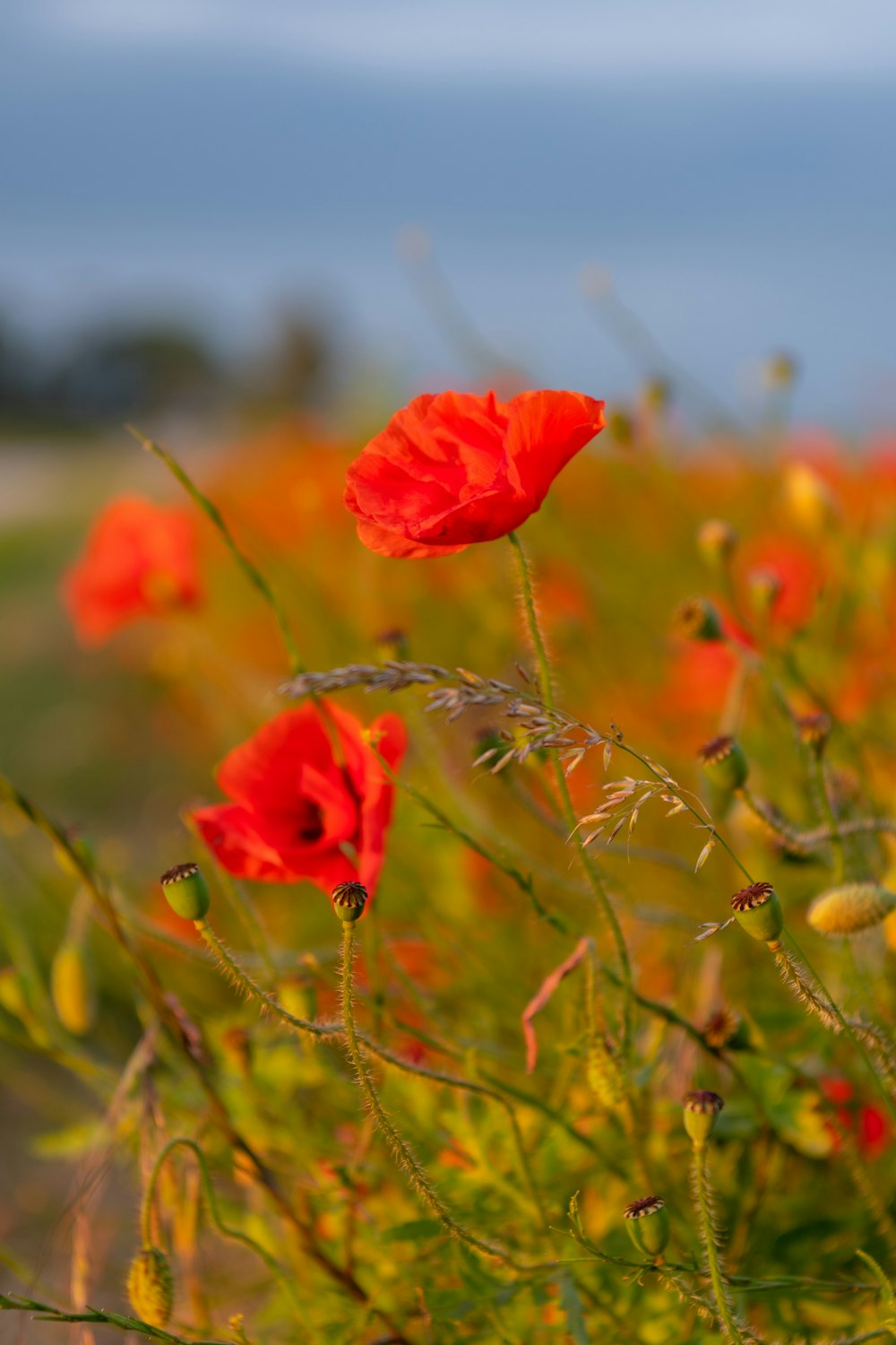 red flower on brown stem during daytime