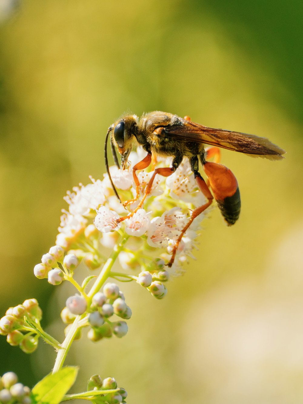 black and yellow bee on white flower