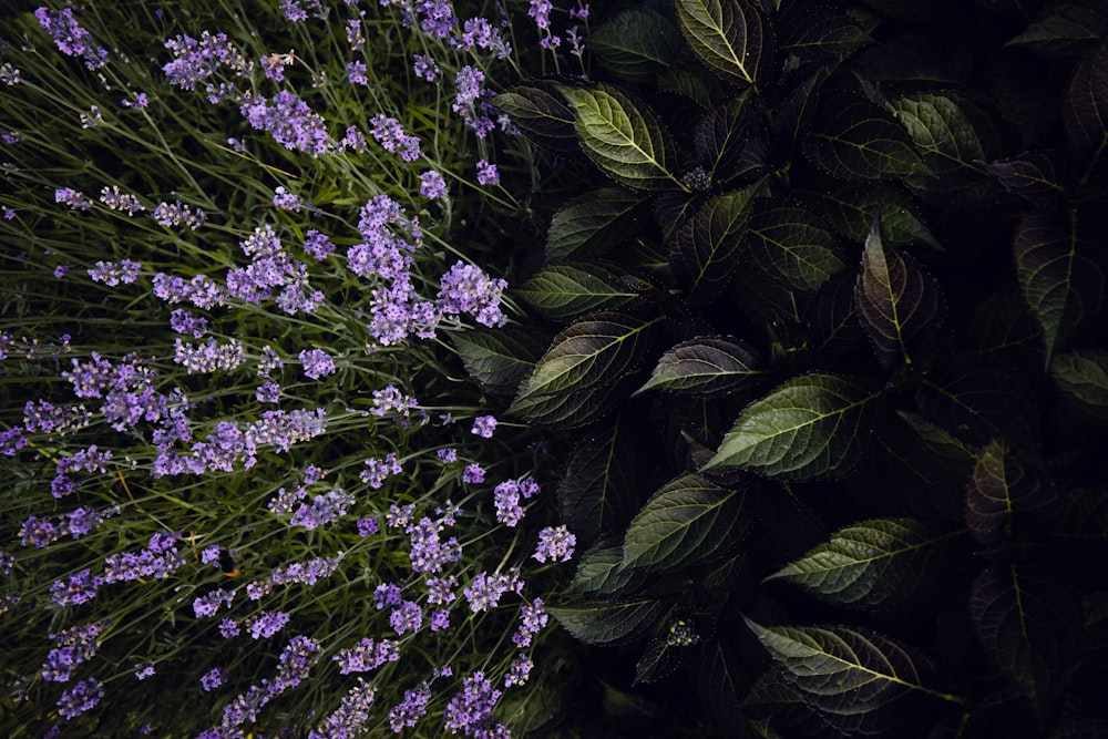 purple flowers with green leaves