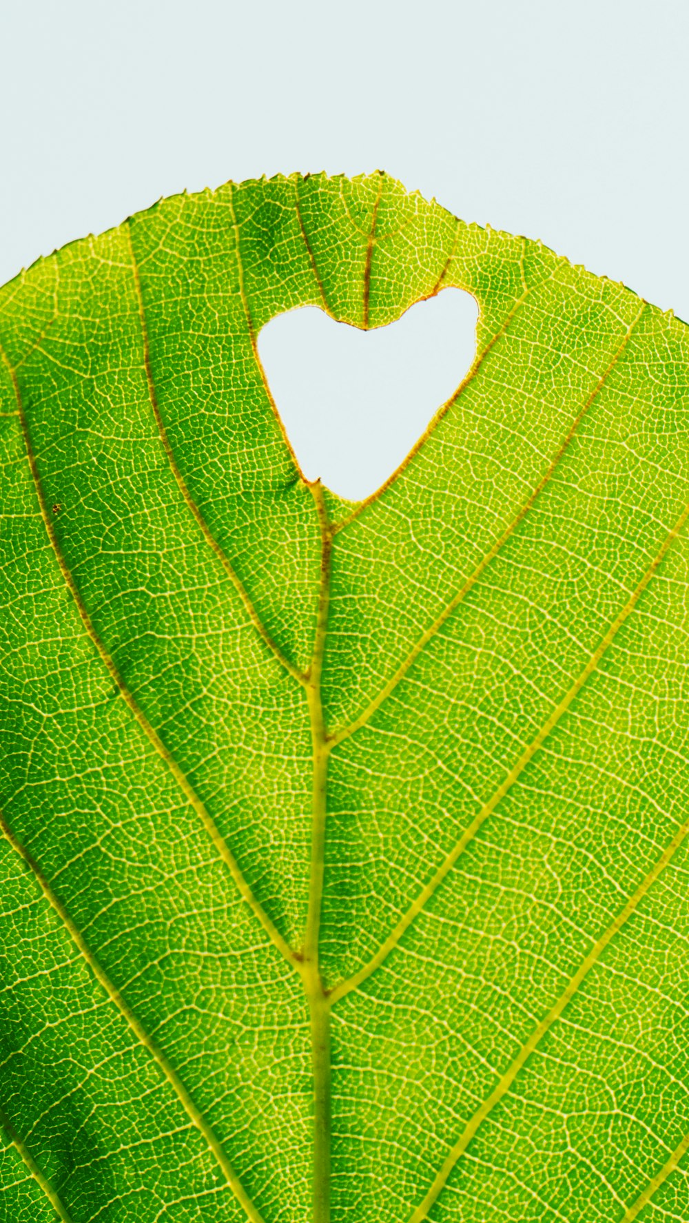 green leaf with water droplets