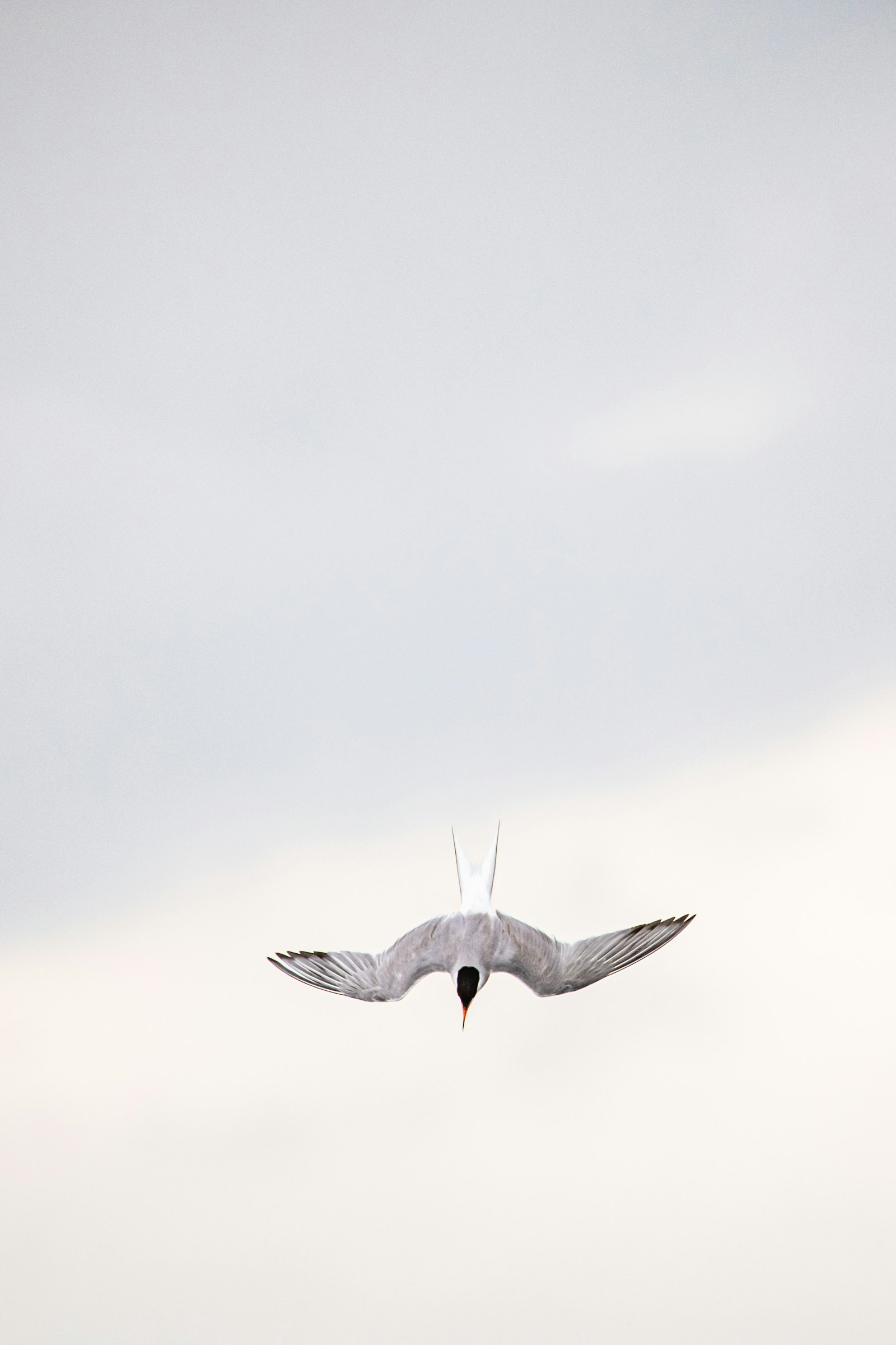 Sigma 150-600mm F5-6.3 DG OS HSM | C sample photo. White bird flying in photography