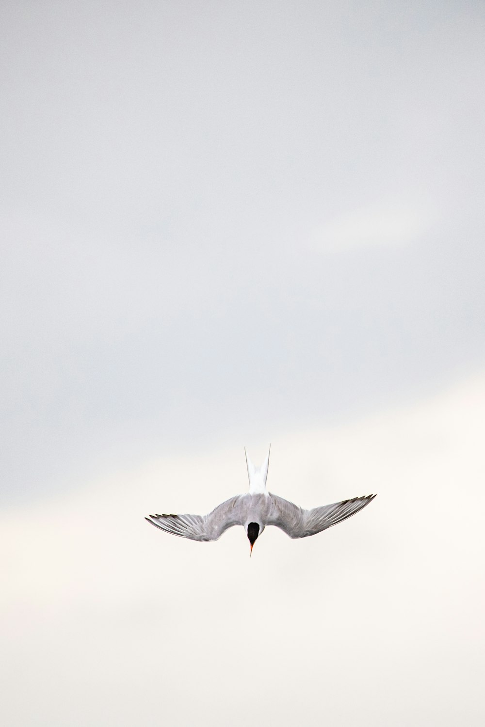 white bird flying in the sky