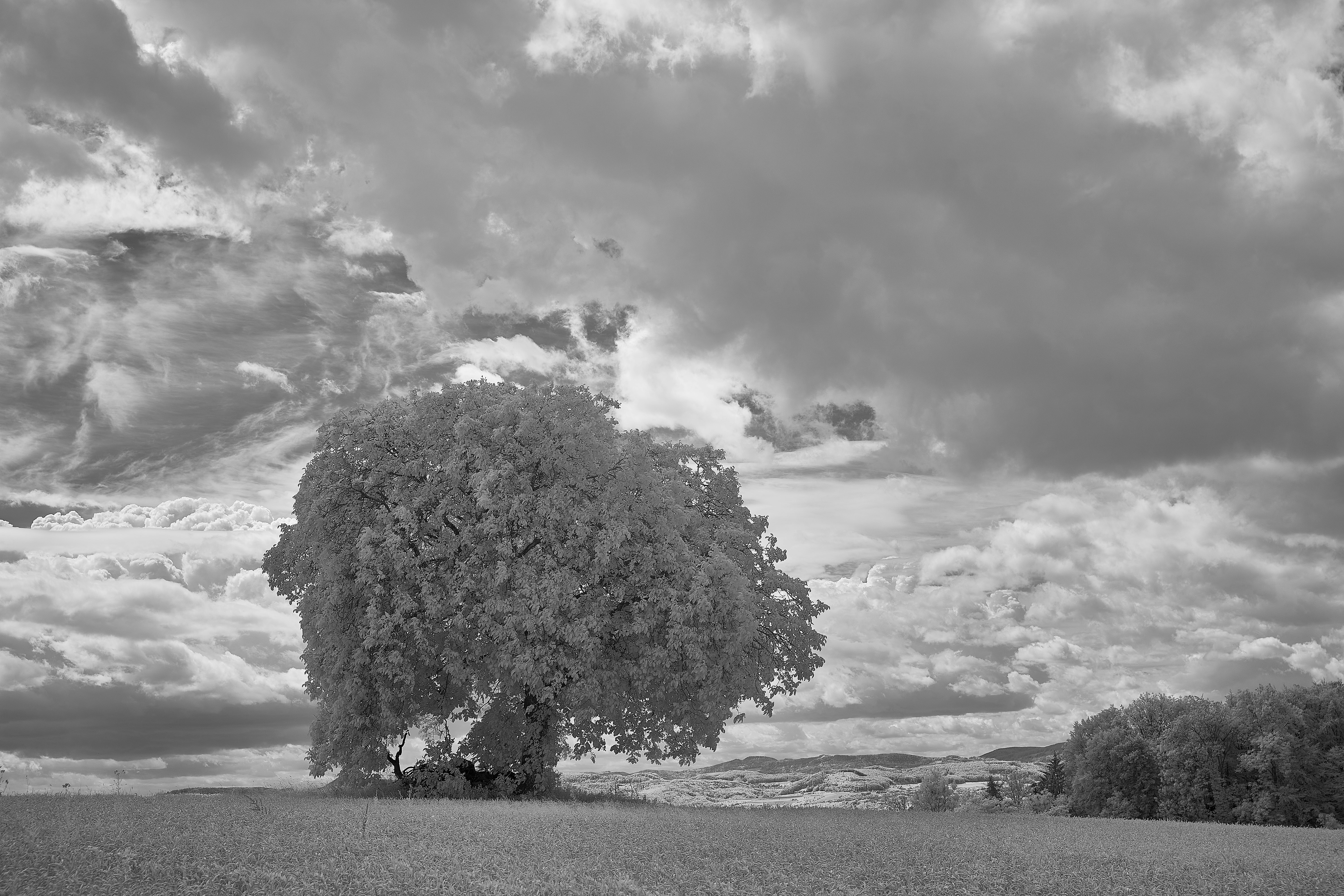 Photo by wolfgang_hasselmann