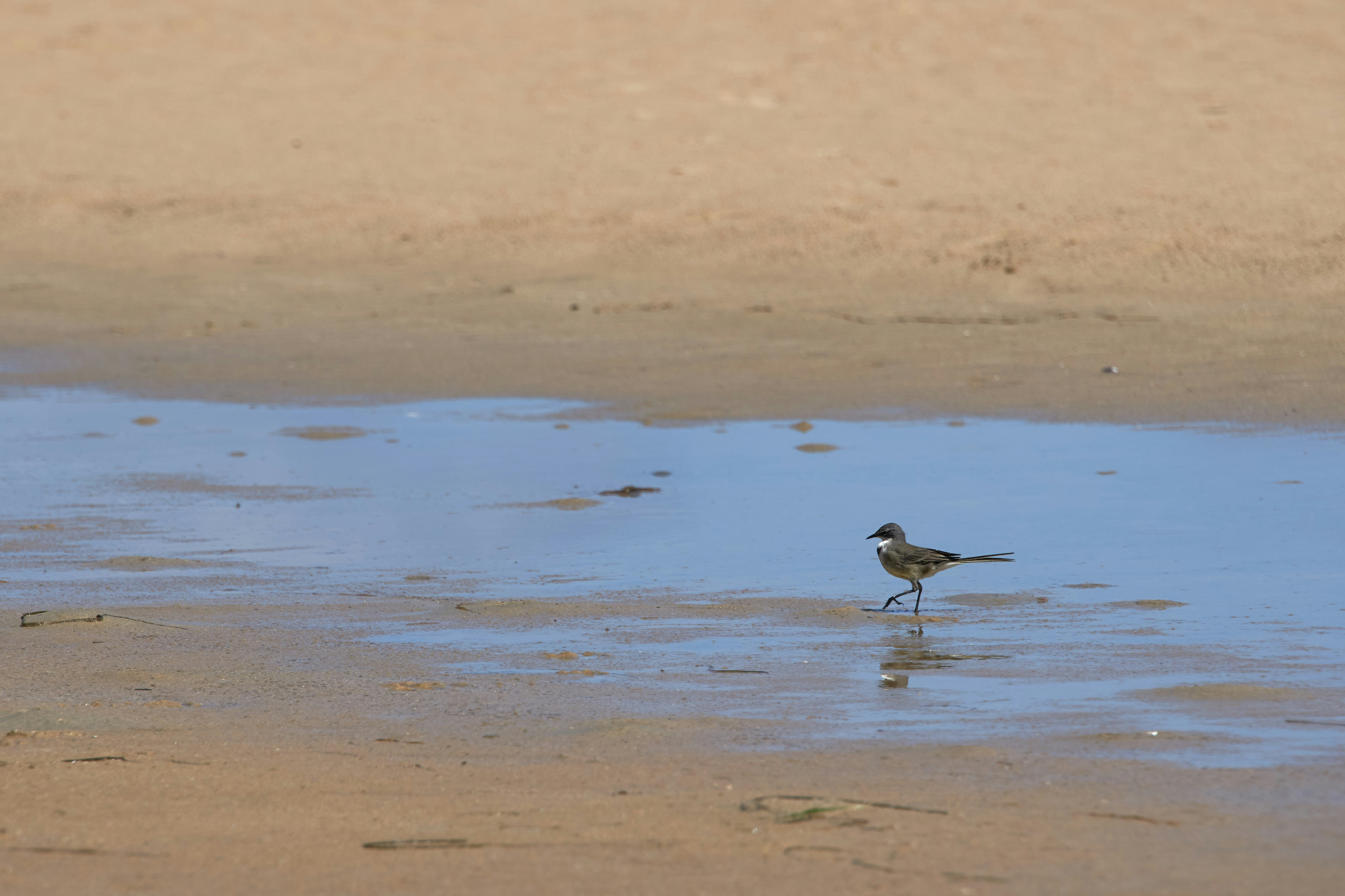 Photo by wolfgang_hasselmann