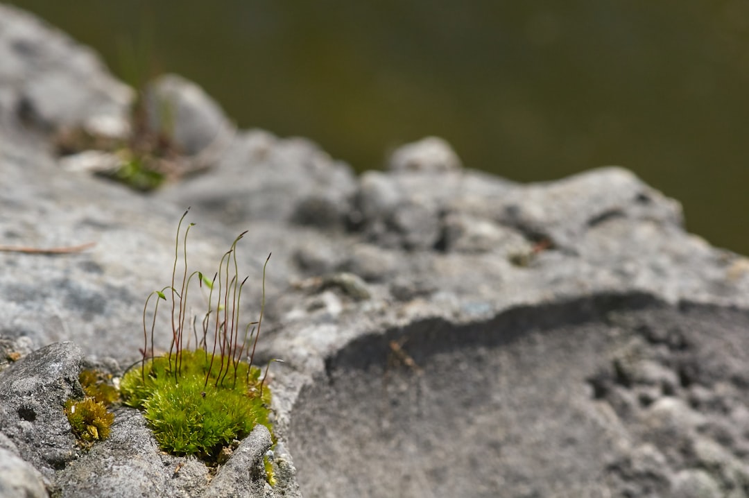 white and green grass on gray rock