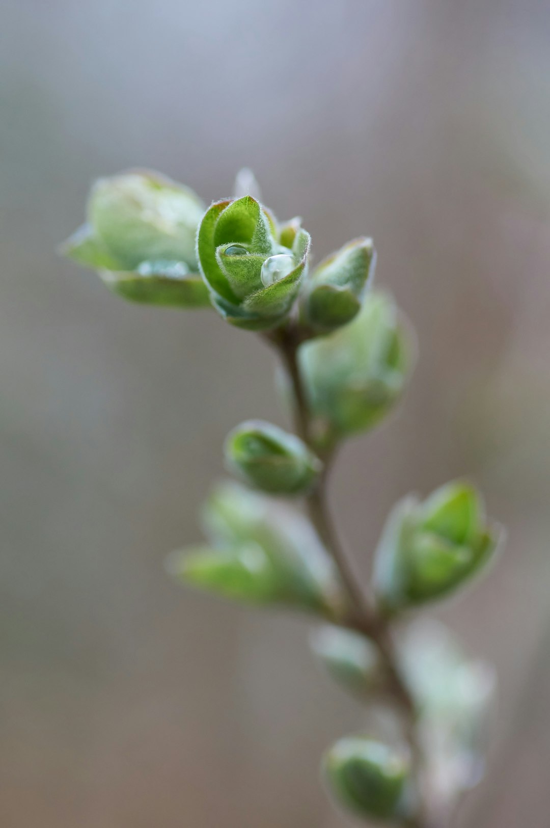 green plant in close up photography